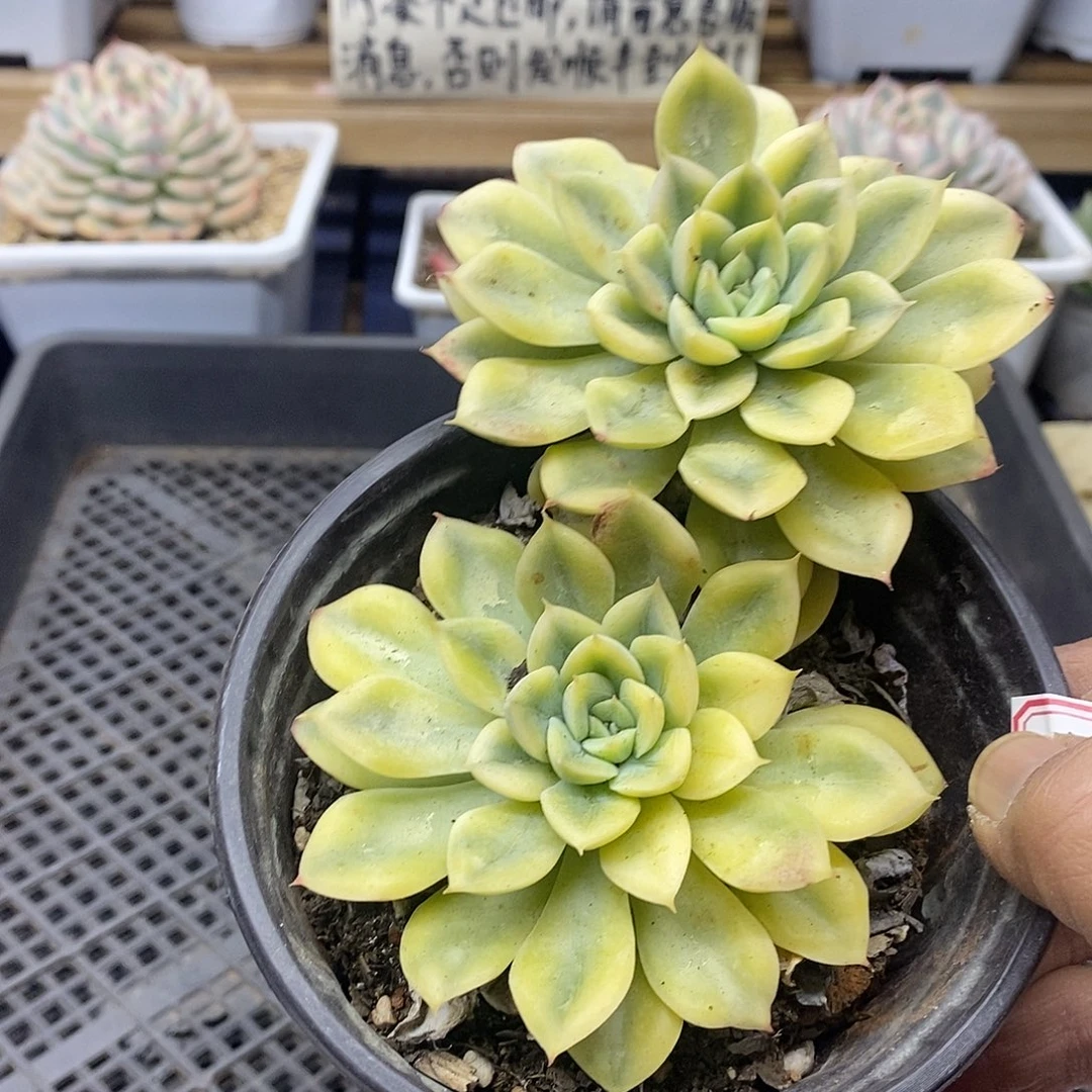 05120 月亮仙子黄覆轮锦无砍双头