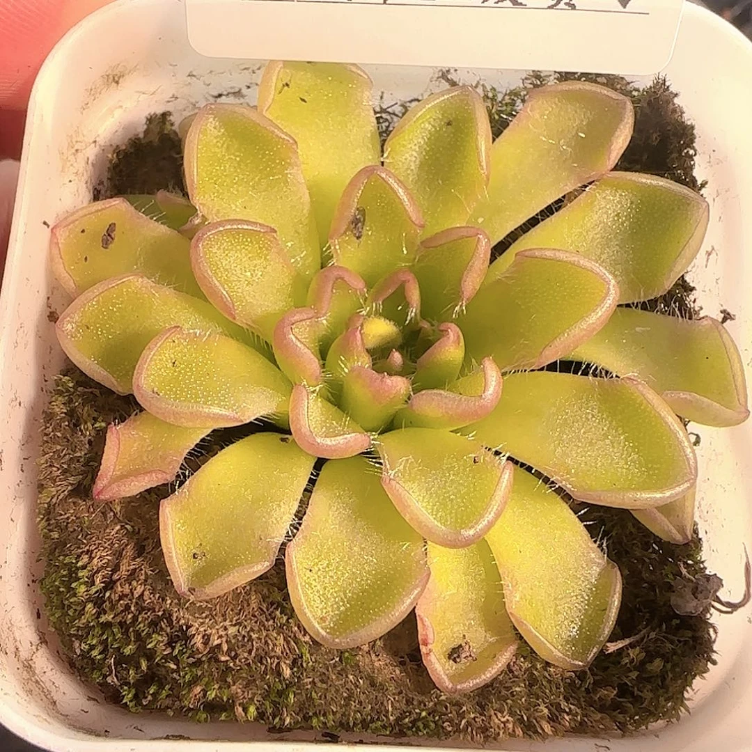 多肉1202-142近藤捕虫堇