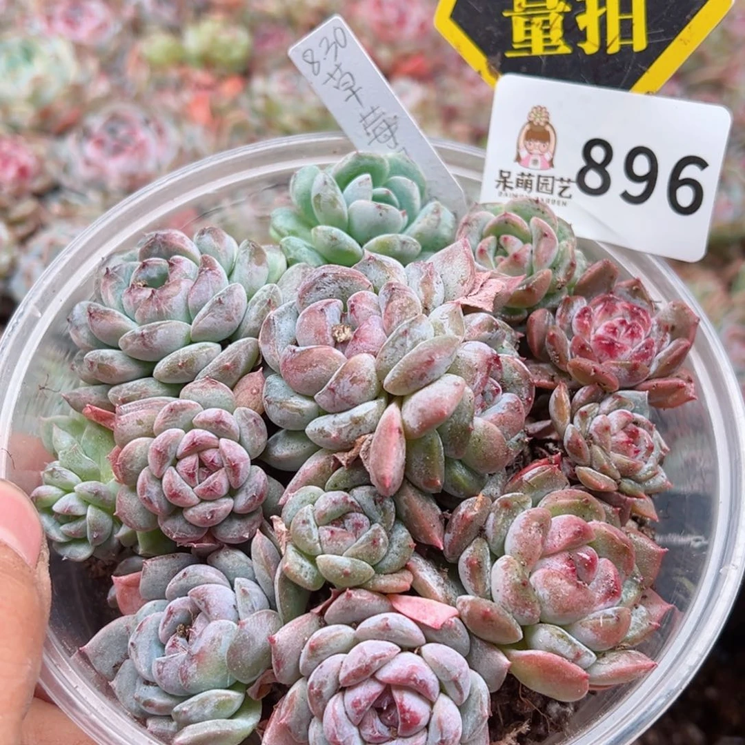 多肉植物多肉植物