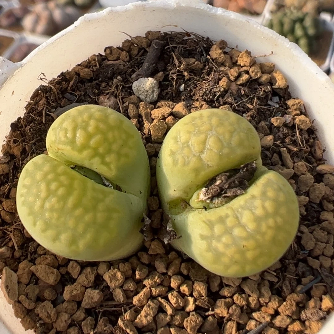95多肉植物百科植物
