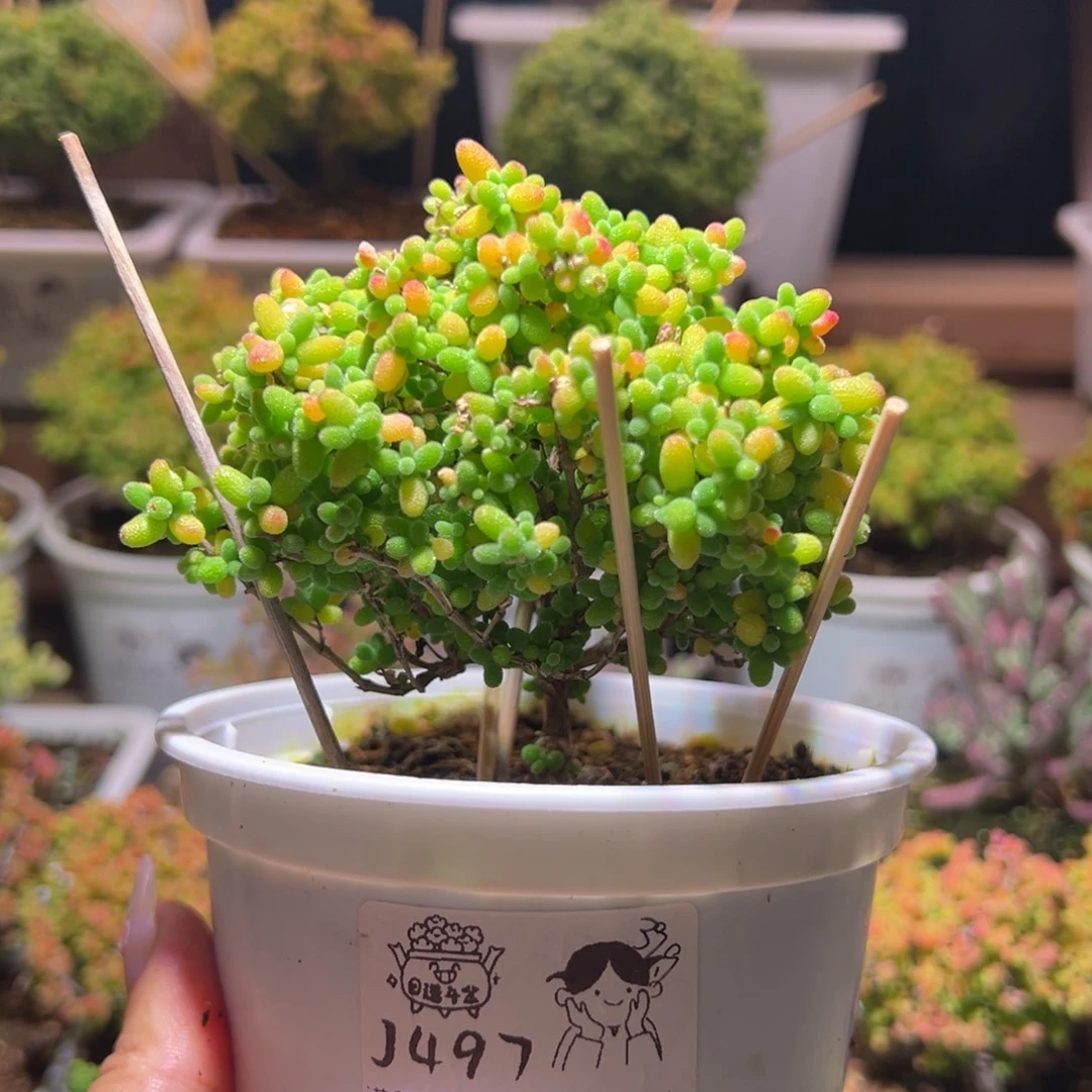 497金桔一物一拍带盆土发货