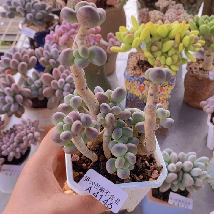 一代苹果奶老桩10cm4146多肉植物