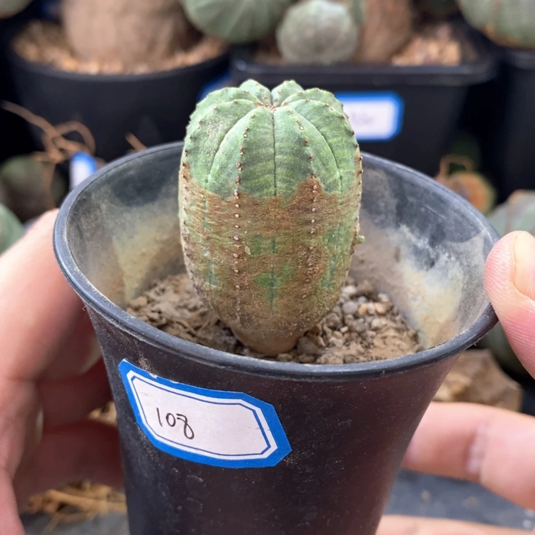 38 欧系实生布纹球多肉植物