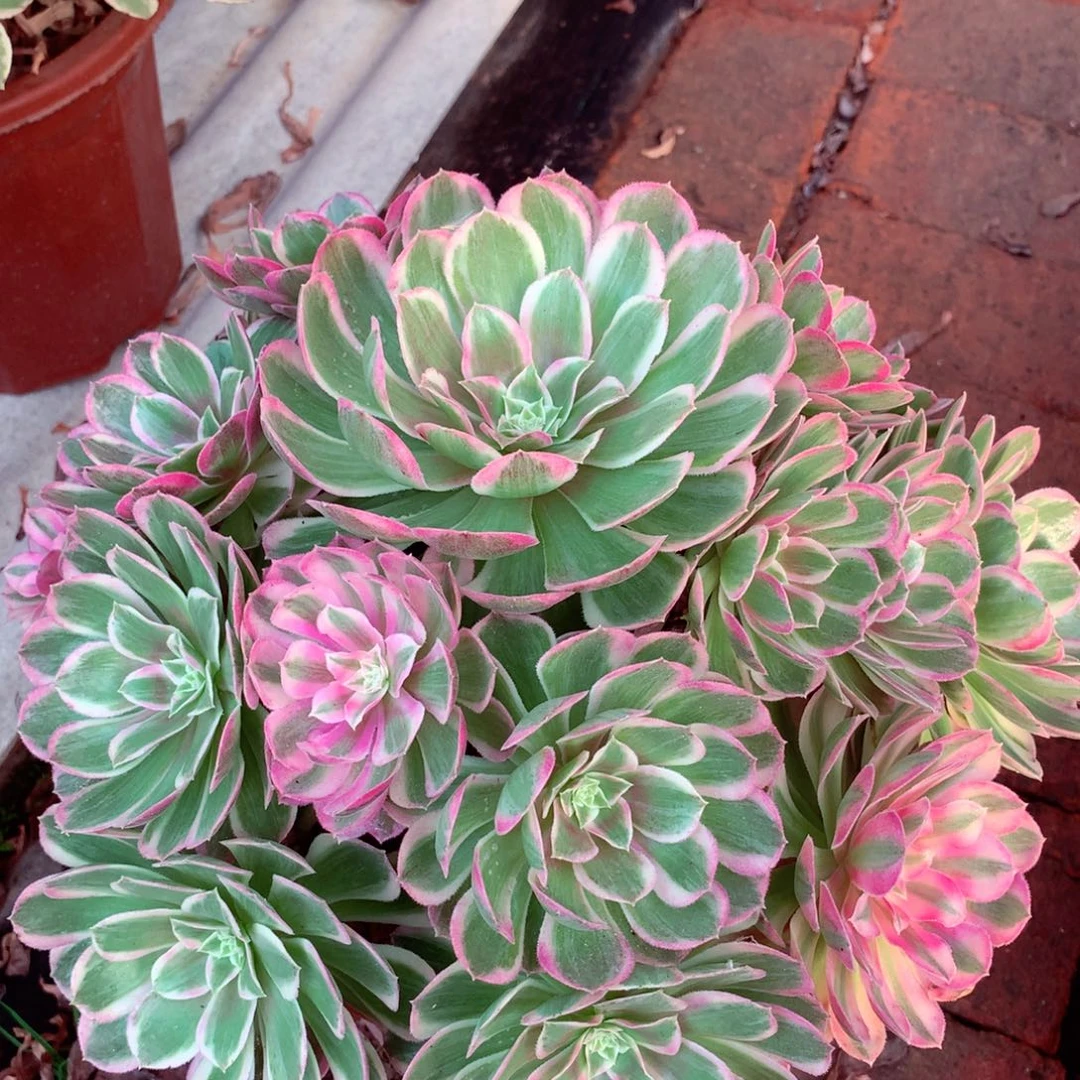 孔雀翎，多肉植物的