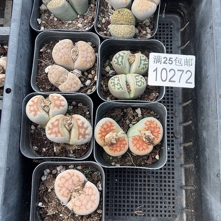 生石花272，一物一拍