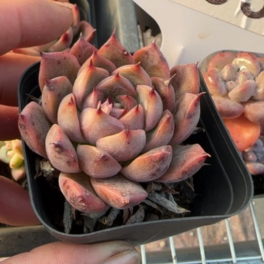 83号 一物一拍多肉