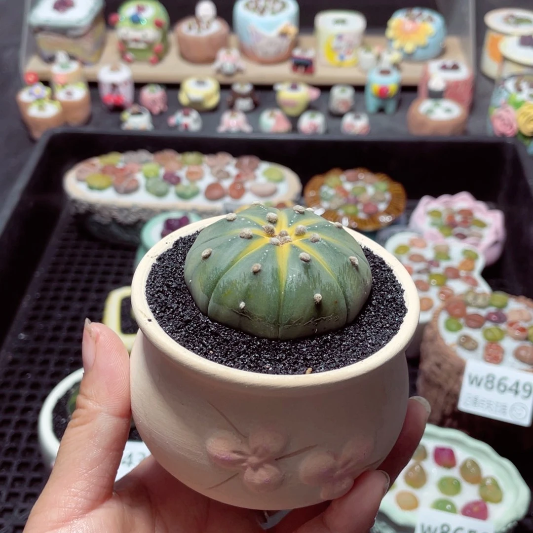 蓝**?w8651 带盆土发货-零下地区拍保温箱