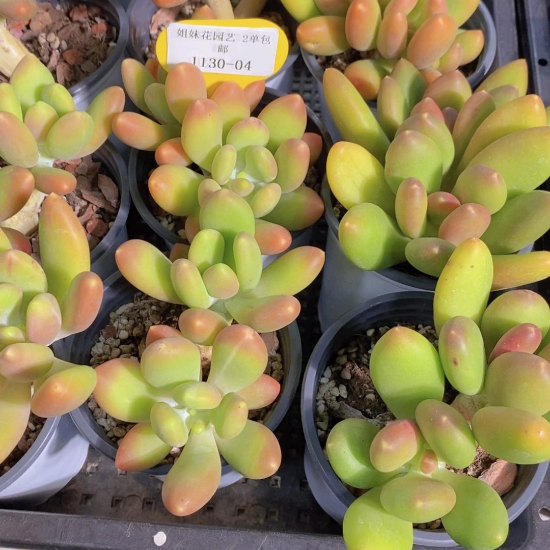 1130-04-精品母本老桩金蟾奶双头一个