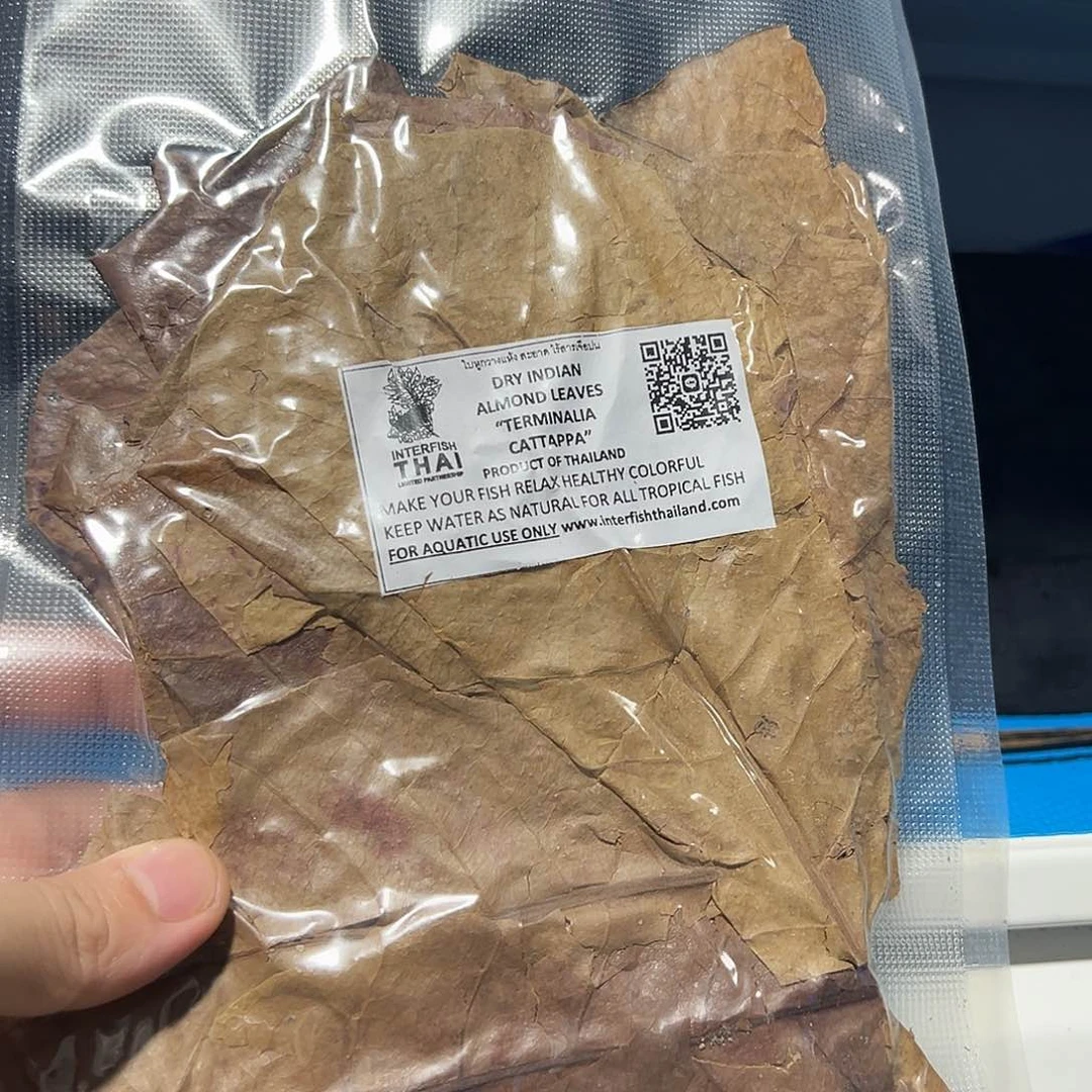 斗鱼泰国原装进口叶子一包