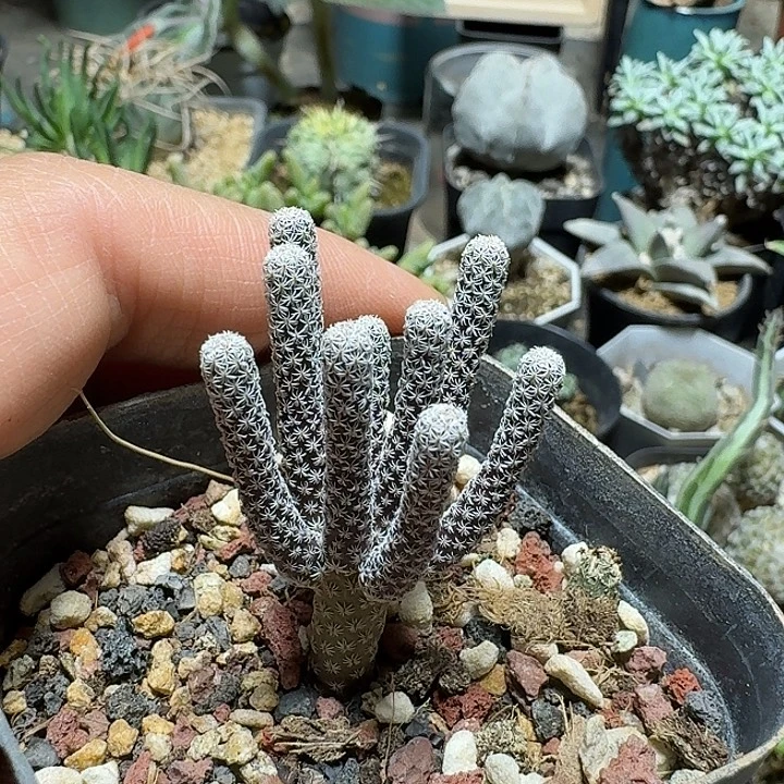 487mini牧师脱土发货