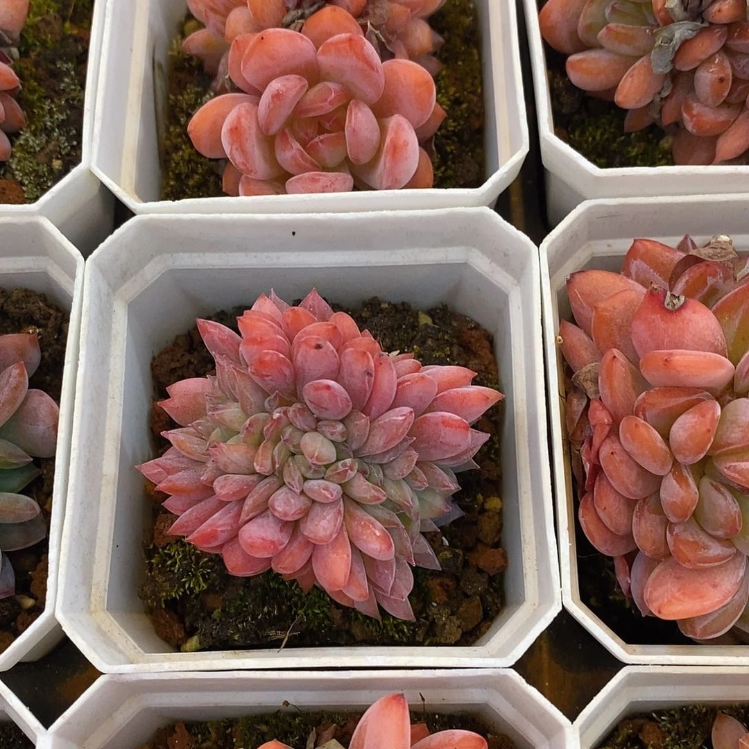 全明星缀，福利多多