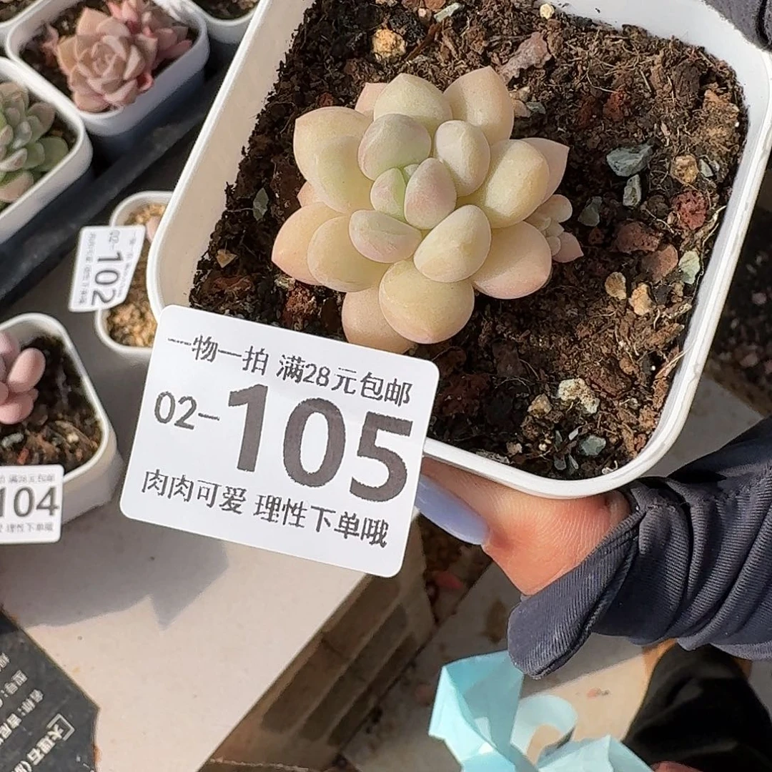 泡泡糖多肉无盆土发货无