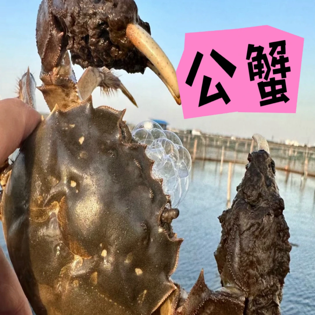 【公蟹】5公（5.1-4.6两）带膏江苏大闸蟹1只 活蟹武汉小时达