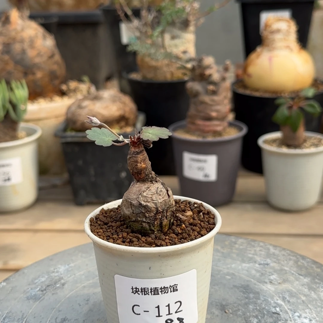 112肾叶洋葵块根植物