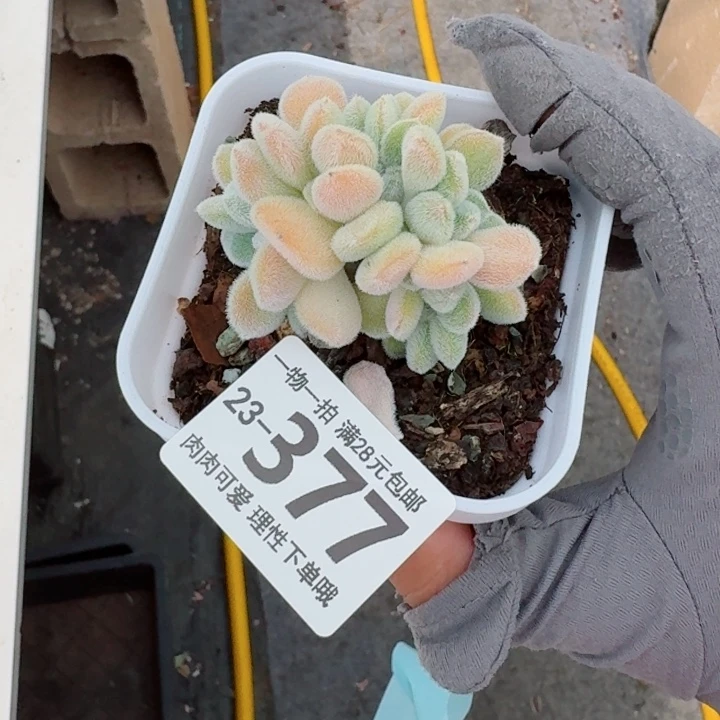 雪晃星缀化多肉无盆土发货无