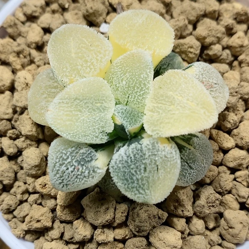 【闪购商品】41粉雪锦