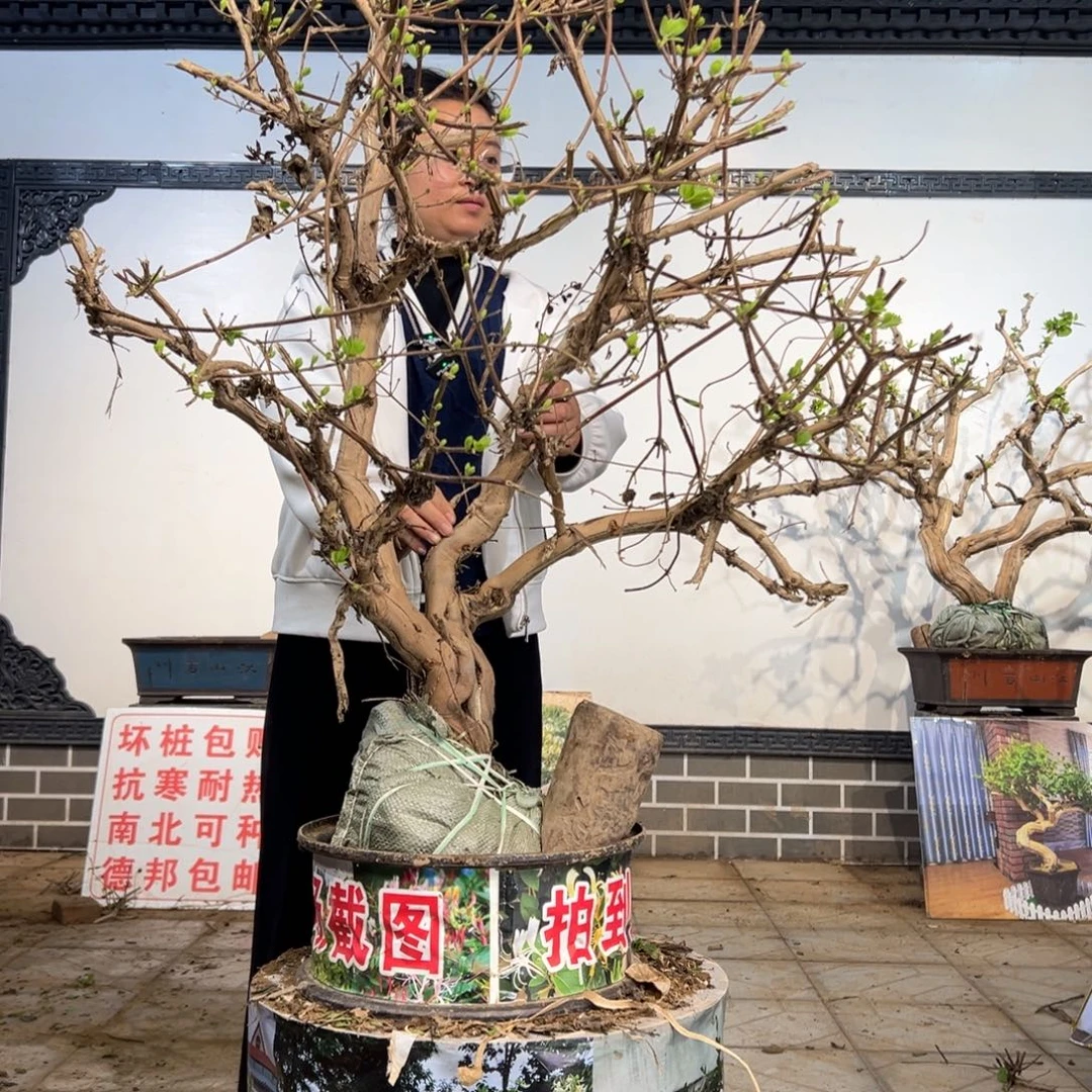 无花朵金银花开花1585889588