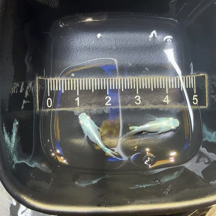 青鳉鱼25号拍品银球球