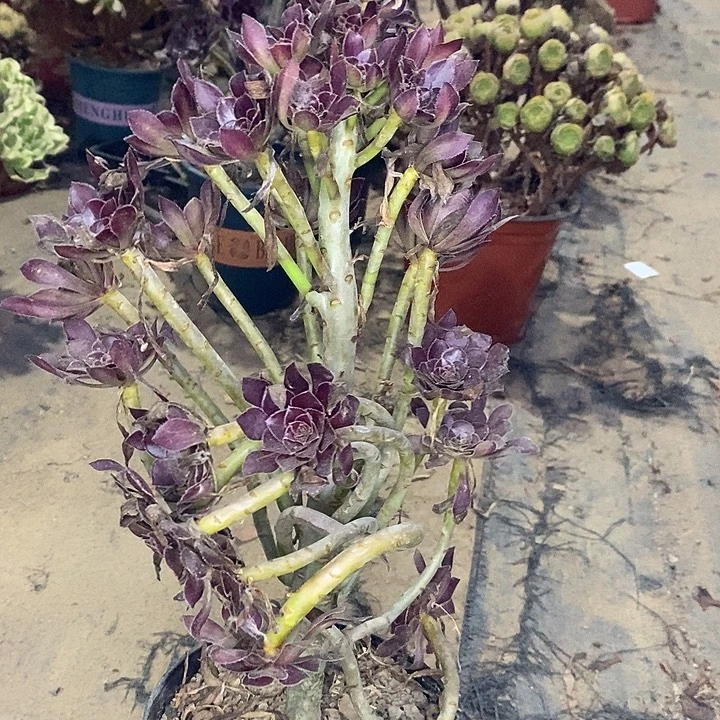 黑法妖桩25多肉植物fs