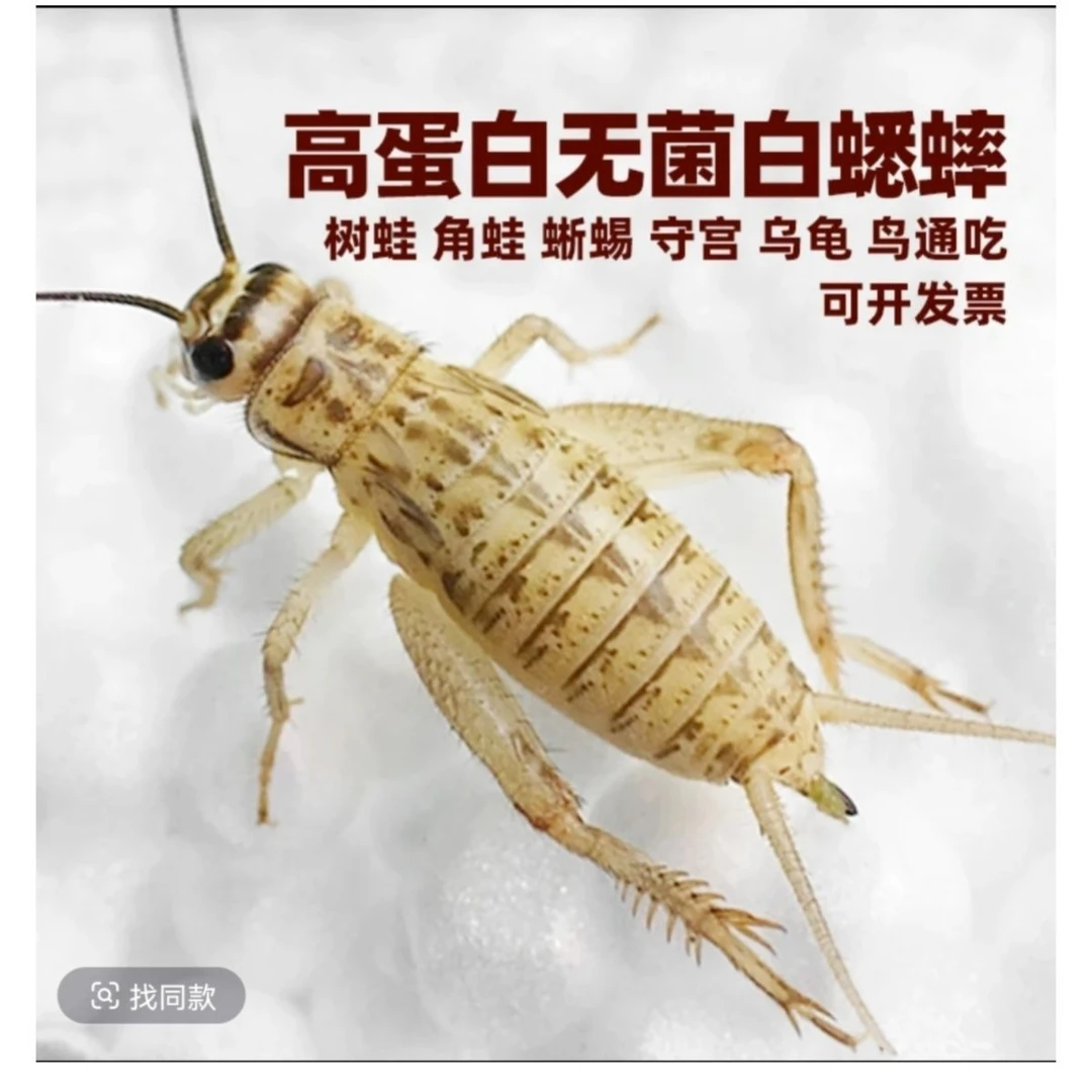 白蟋蟀蛐蛐油葫芦活体饲料活物爬宠物口粮角蛙树蛙龙鱼画眉鸟养蜂