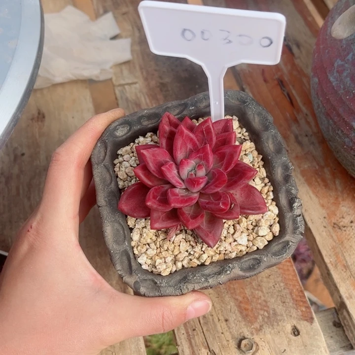 一***ㅤ0000000000000300赫菲