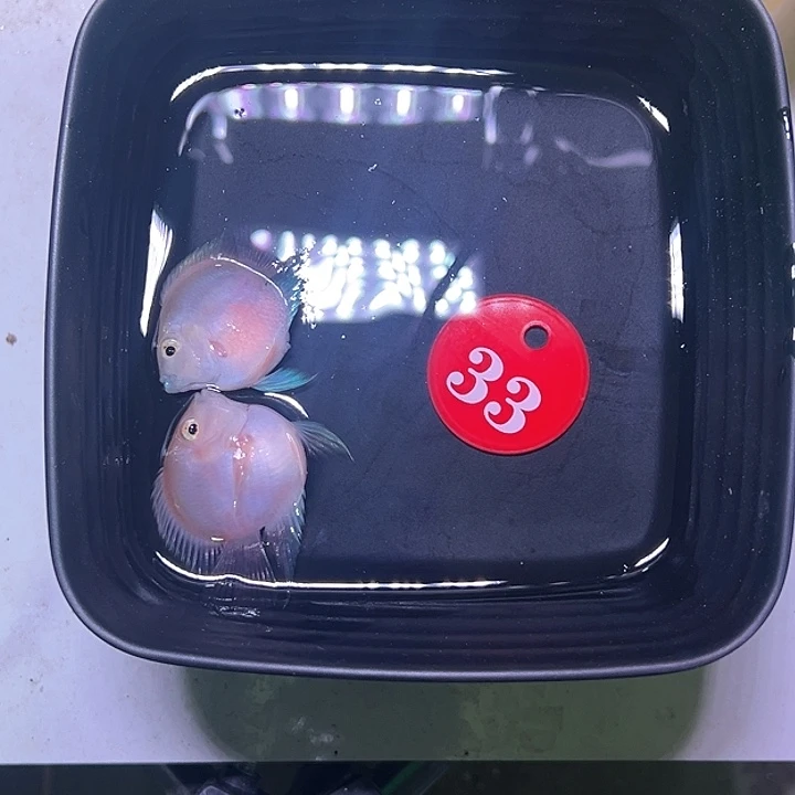 鹦鹉鱼33号，胭脂粉一对
