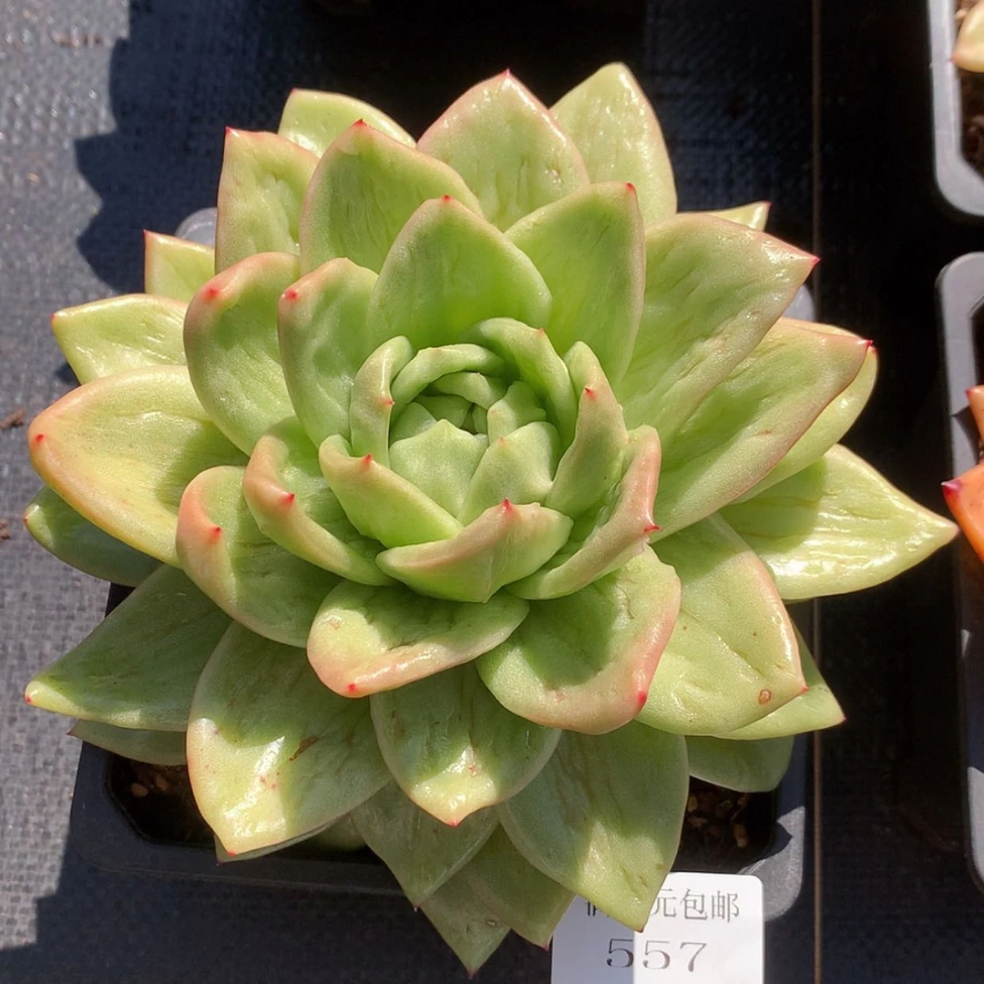 【闪购商品】云557号