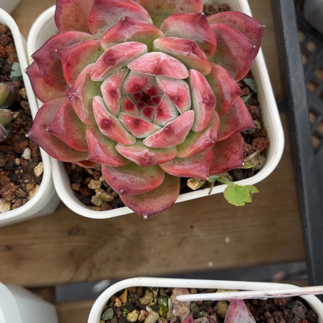 多肉植物1034 满30包邮