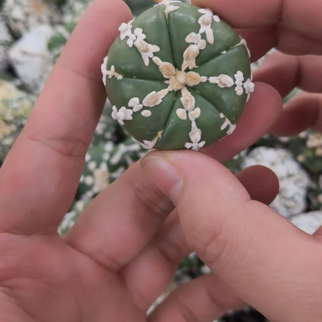 五棱旋转小碎花连线兜兜