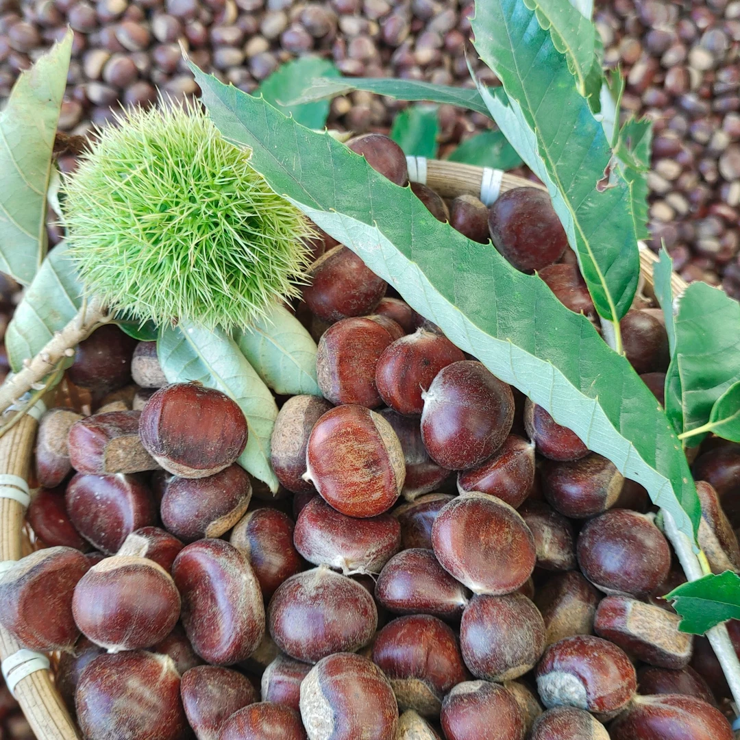 2025年新货燕山生板栗新鲜栗子正宗遵化生鲜山坡油栗毛栗子现摘