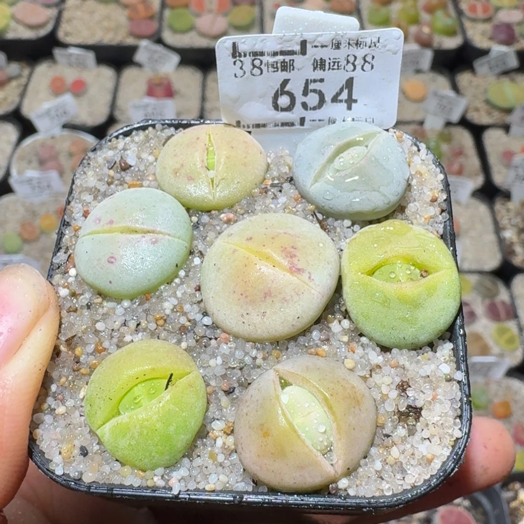 Sss精品清货价654