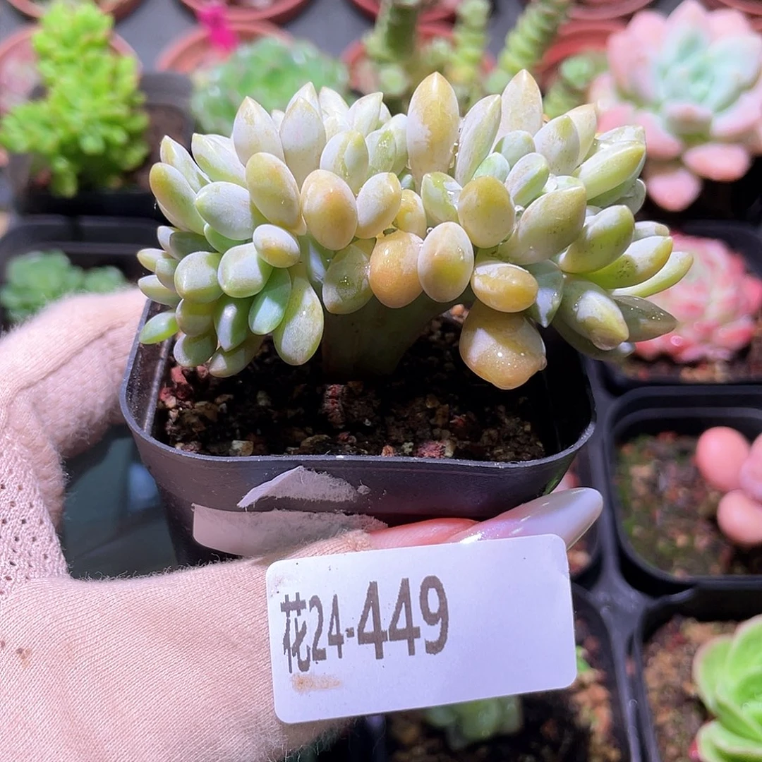 花利美24-449醉美人缀化