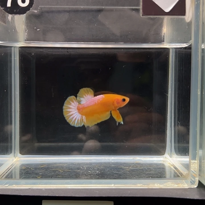 斗鱼满30包邮1日78