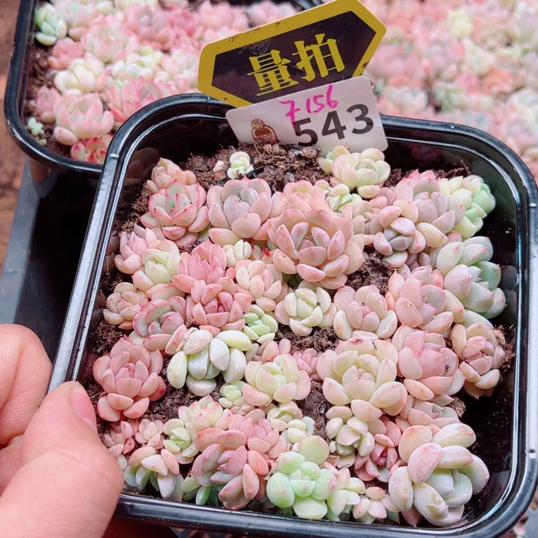 多肉植物多肉植物