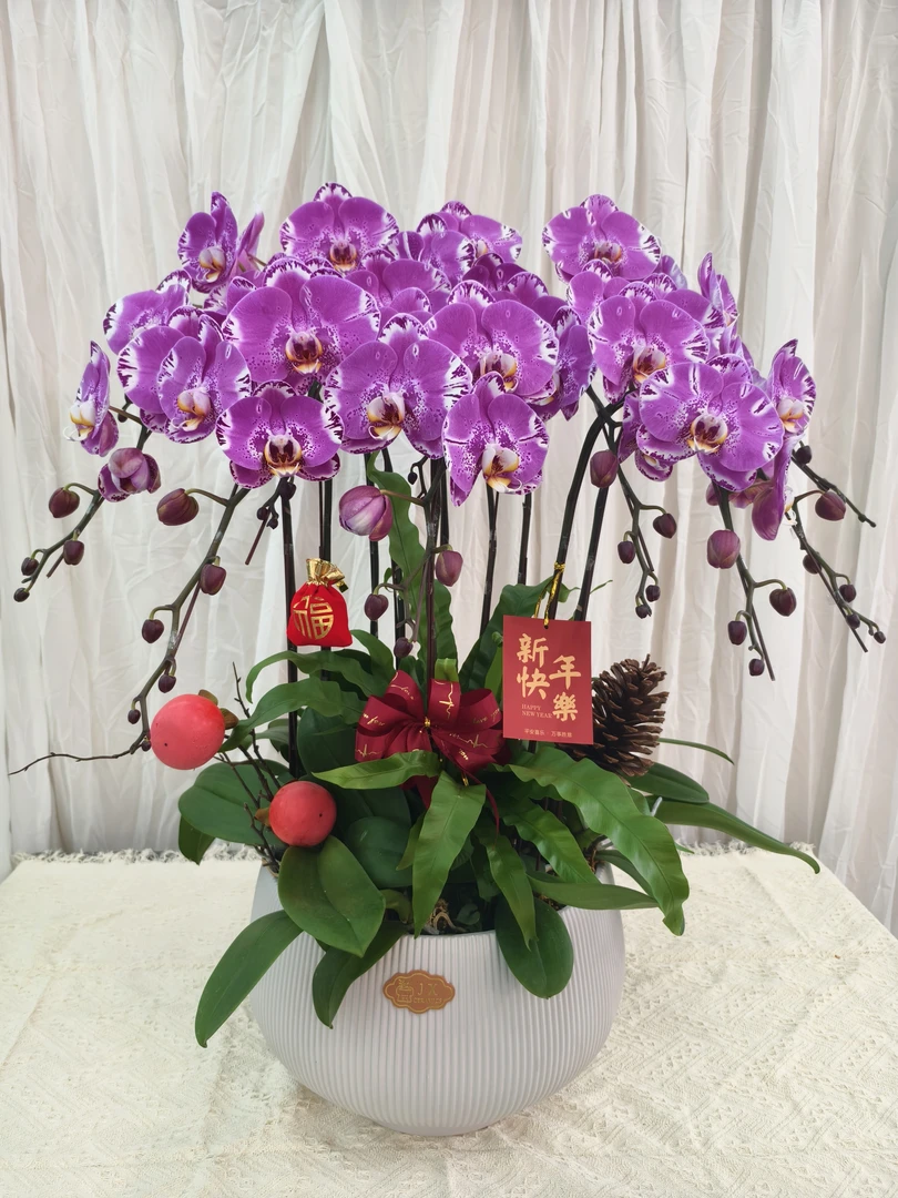 年宵花藏宝图10枝花蝴蝶兰