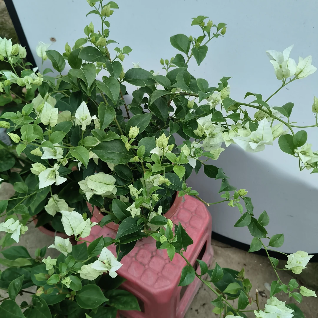 白雪公主，三角梅品种盆栽