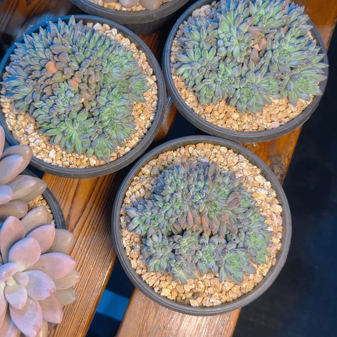 七彩美人多肉111111111