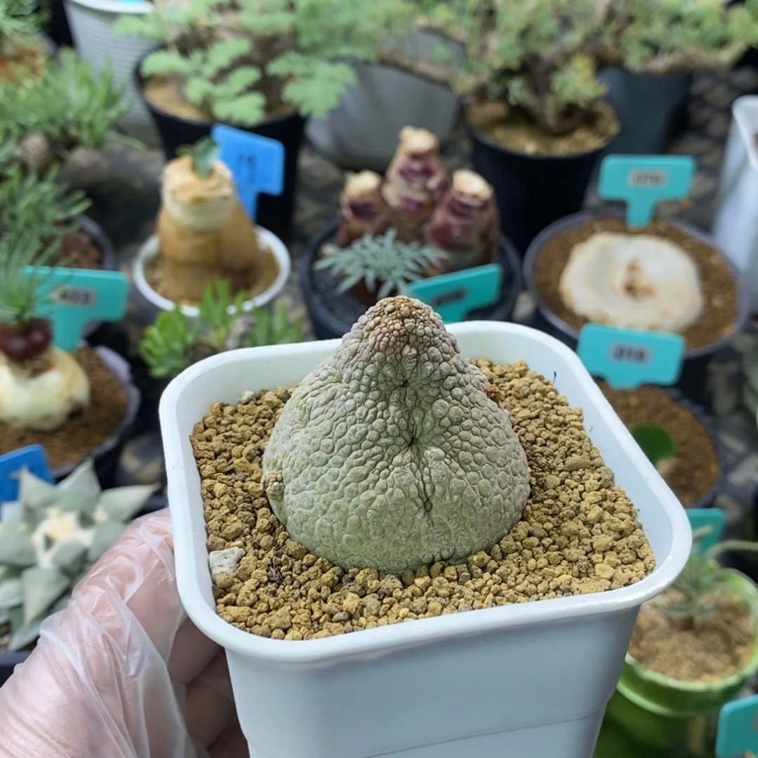 凝蹄玉多肉植物一个