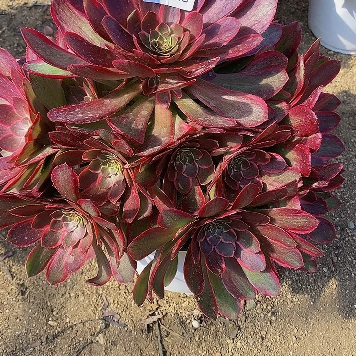 多肉粉花妖925多肉