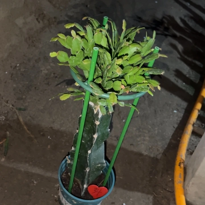幸***梅当前无花栽培后可以开花027  34