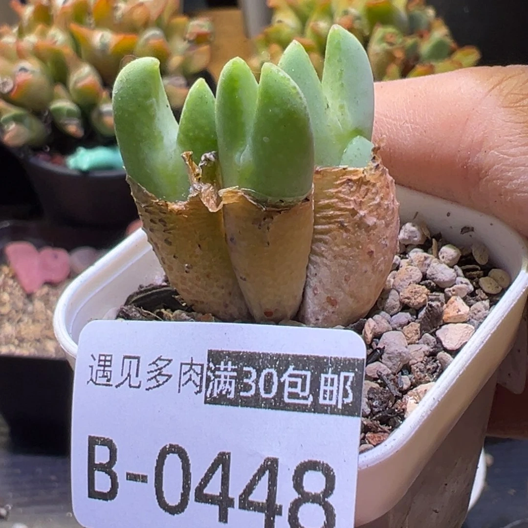 多肉植物111111111111111