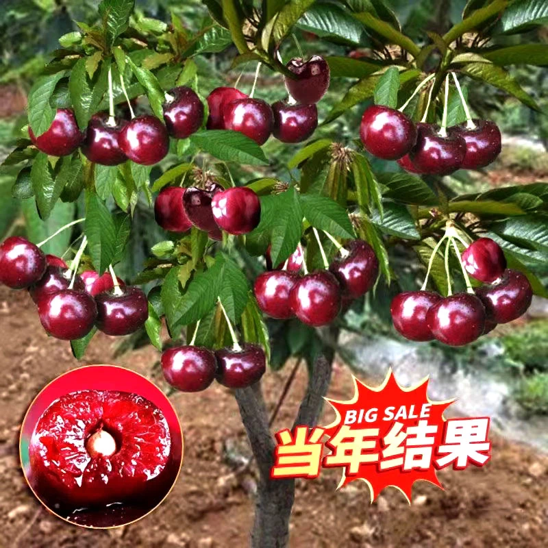 7年苗买一送一 车厘子树苗樱桃树苗南方北方种植盆栽庭院大樱桃苗