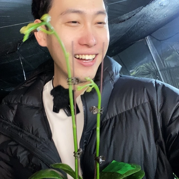 无花朵美杜莎蝴蝶兰