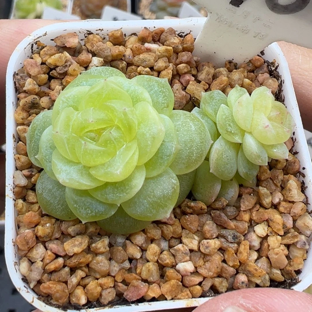 510号白冰 晗雨多肉