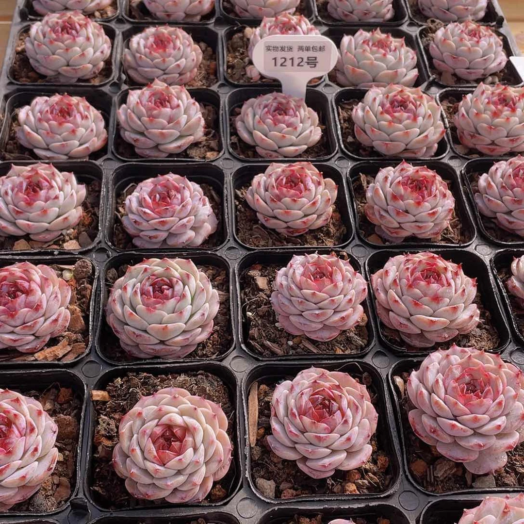 1212号 焦糖玫瑰单头一个