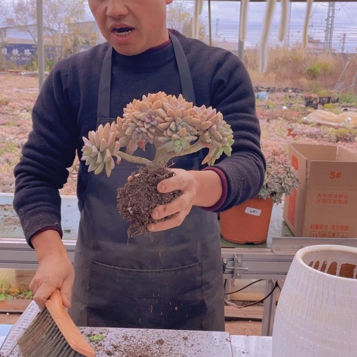 273淡雪缀化一物一拍