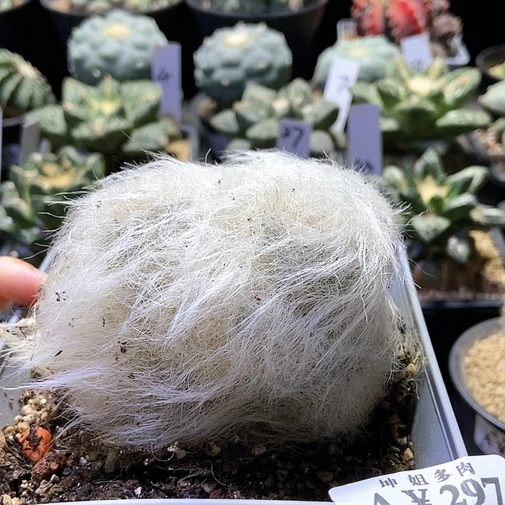 297芽根雪猿玉翁群