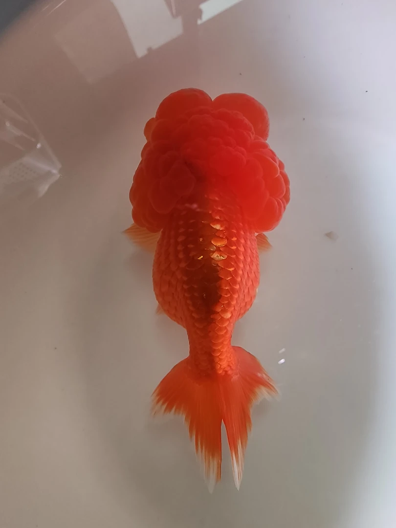 武汉猫狮，鼠头珍珠金鱼