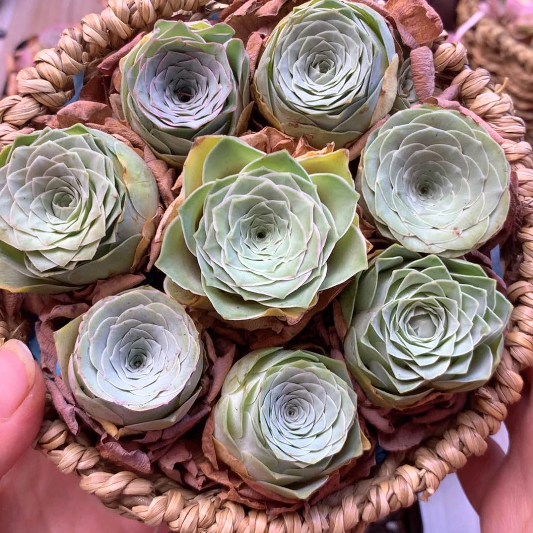 一物一拍花篮福利008