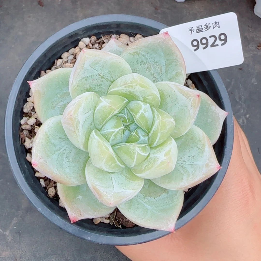 白泽珍妮，9929多肉植物